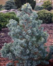 Сосна мелкоцветковая Блю Гиант (Blue Giant)