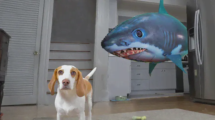 Puppy vs Shark Prank: Cute Puppy Indie Surprised by Giant Shark Attack!
