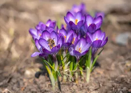 Крокус Руби Джайант (Crocus Ruby Giant)