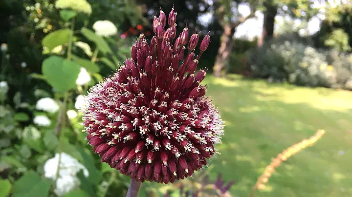 Allium 'Red Mohican' - FarmerGracy.co.uk