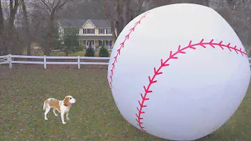 Puppy vs Giant Baseball: Cute Puppy Dog Indie Baseball Surprise