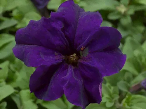 Петуния Ампельная Surfinia Giant Blue-0