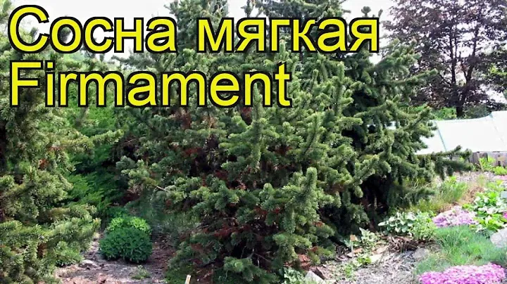 Сосна мягкая Фирмамент. Краткий обзор, описание характеристик, где купить pinus flexilis Firmament