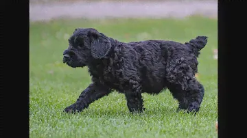 Milo - our Giant Schnauzer Puppy!!