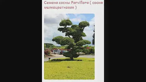 Семена сосны Parviflora ( сосна мелкоцветковая ) купить продать