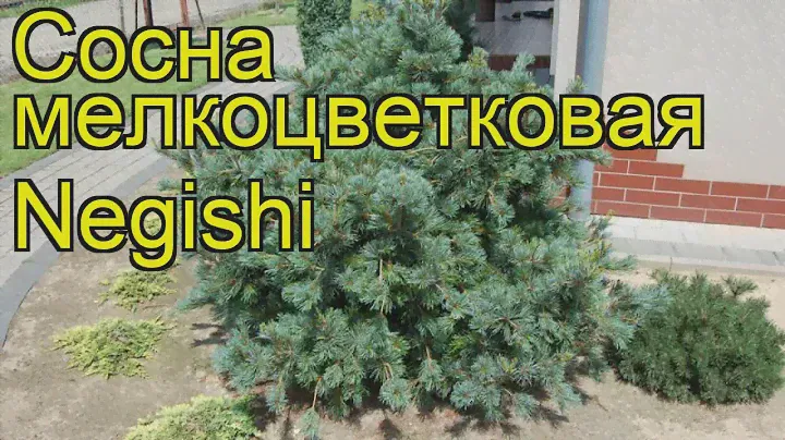 Сосна мелкоцветковая Негиши. Краткий обзор, описание характеристик pinus parviflora Negishi