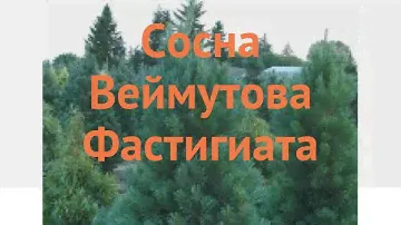 Сосна веймутова Фастигиата (pinus strobus fastigiata) 🌿 обзор: как сажать, саженцы сосны Фастигиата