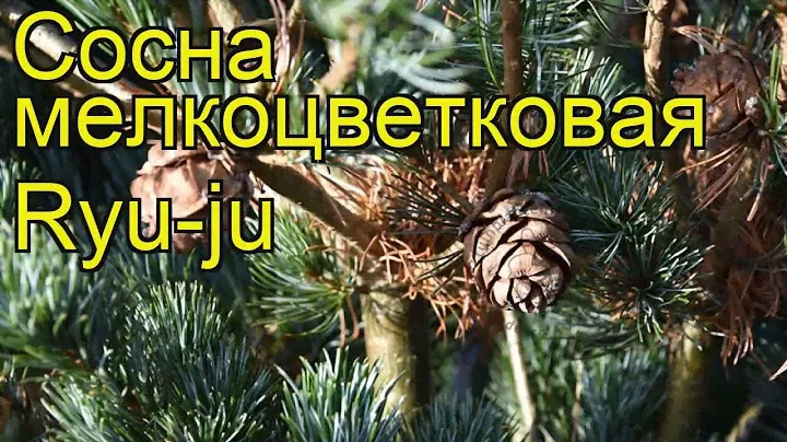 Сосна мелкоцветковая Риу-джу. Краткий обзор, описание характеристик pinus parviflora Ryu-ju