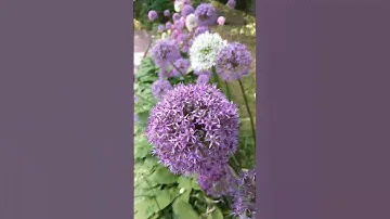 Allium giganteum,або просто  цибуля гігінтська. #lviv #львів квіти