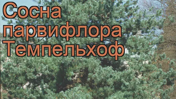 Сосна парвифлора Темпельхоф (pinus) 🌿 сосна Темпельхоф обзор: как сажать саженцы сосны Темпельхоф