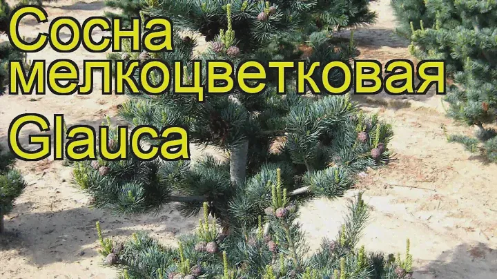 Сосна мелкоцветковая Глаука. Краткий обзор, описание характеристик pinus parviflora Glauca