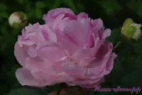 Пион травянистый 'Пинк Гийант' / Paeonia 'Pink Giant'