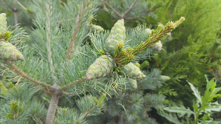 Сосна мелкоцветковая "Темпельхоф"  Pinus parviflora "Tempelhof"